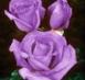 Rose dunkel lila.jpg (1878 Byte)