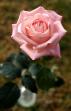 Rose in Vase.jpg (2307 Byte)