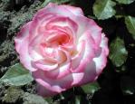 Rose rosa.jpg (5090 Byte)